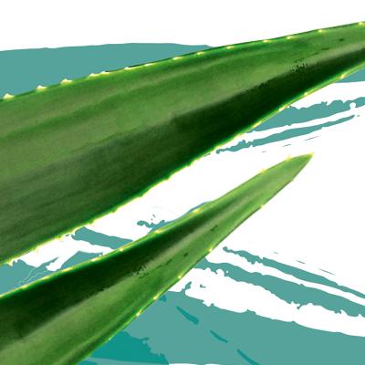 aloe 